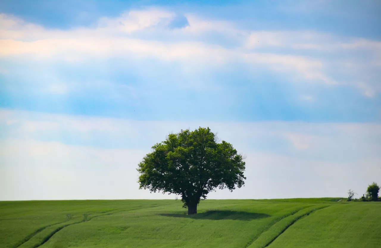 beautiful-shot-lonely-tree-standing-middle-greenfield-clear-sky